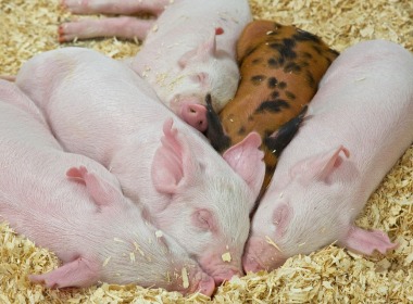 養豬(zhu)人必看！仔(zai)豬斷奶應(ying)激原理、影(ying)響因素及(ji)預防方法(fa)！