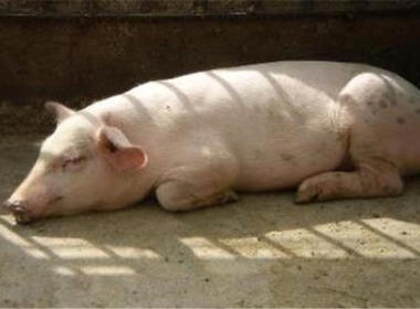 母豬産(chan)後厭食的(de)防治