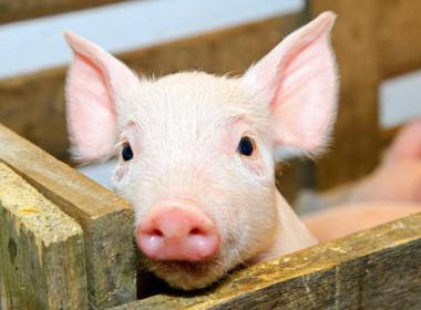 豬飼料選(xuan)擇要避開(kai)四大誤區(qu)